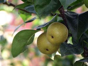 Organic Asian pears